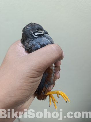 কিং কোয়েল